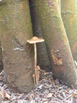 FZ009400 Small mushrooms.jpg